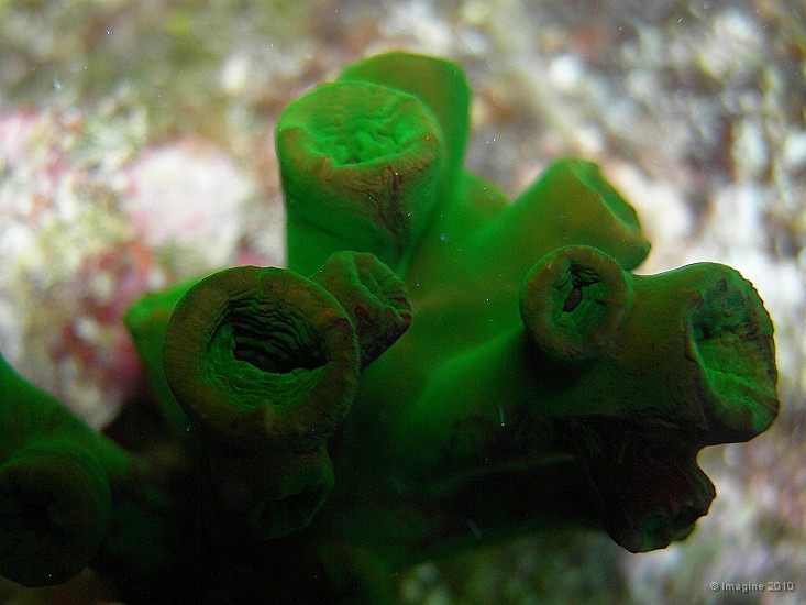 25- Madrepore vert (dendrophyllidae) - Ilot Kouare.JPG
